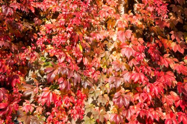 kırmızı yapraklar