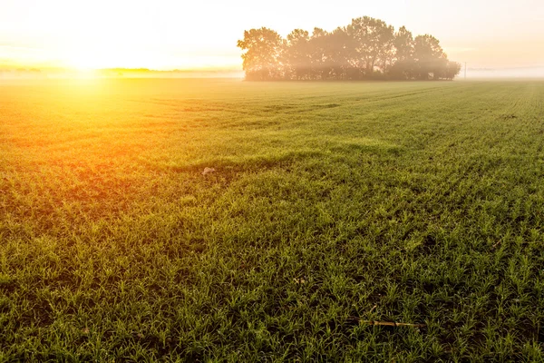 Coucher de soleil sur le champ — Photo