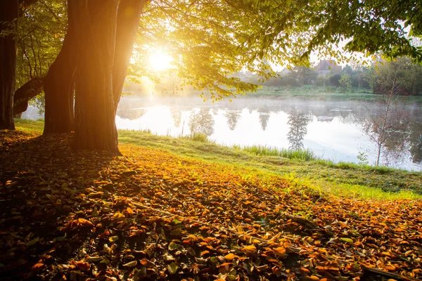 Sunset over the pond — Stock Photo, Image