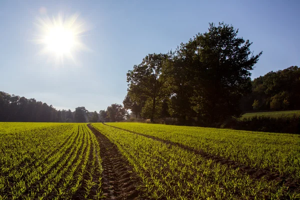 Sunset over the field — Stock Photo, Image