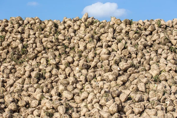 Sugar beets — Stock Photo, Image