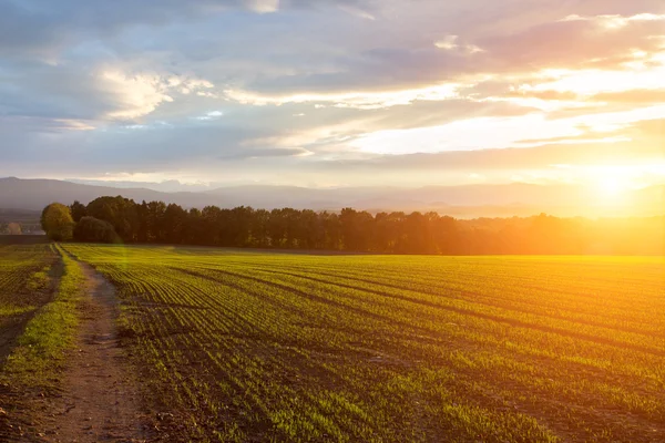 Coucher de soleil sur le champ — Photo