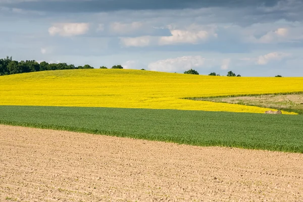 Colza field — Stock Photo, Image