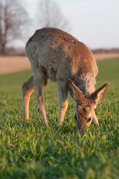 Unga rådjur — Stockfoto