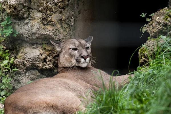 Puma — Stock Photo, Image