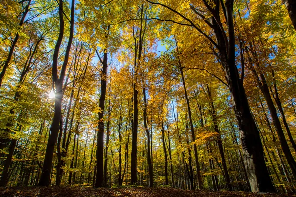 Árboles de otoño — Foto de Stock