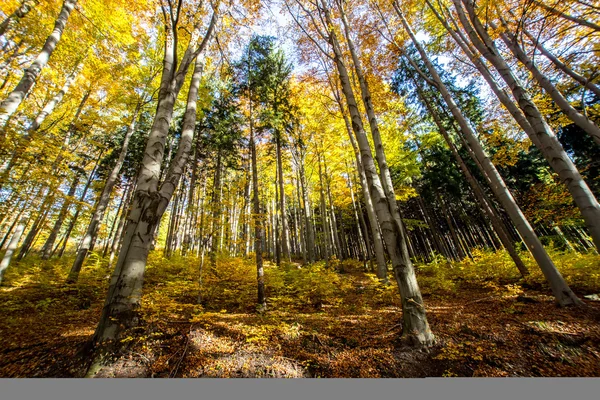 Árboles de otoño — Foto de Stock