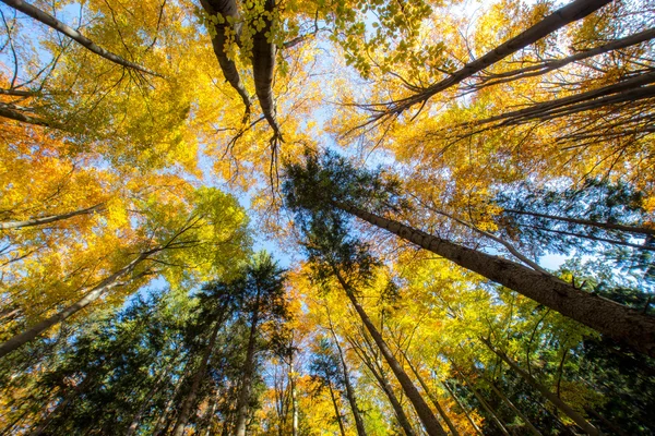 Árboles de otoño — Foto de Stock