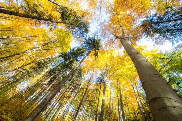 Árboles de otoño — Foto de Stock