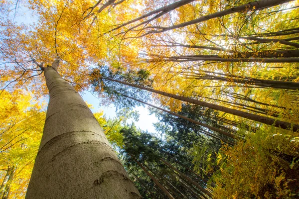 Árboles de otoño — Foto de Stock