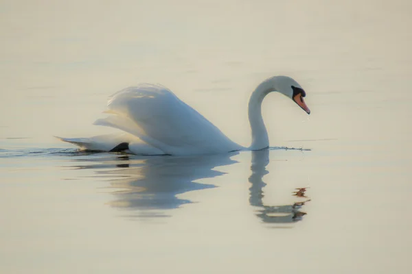 秋の白鳥 — ストック写真