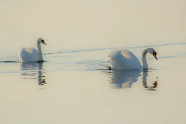 Herfstzwanen — Stockfoto