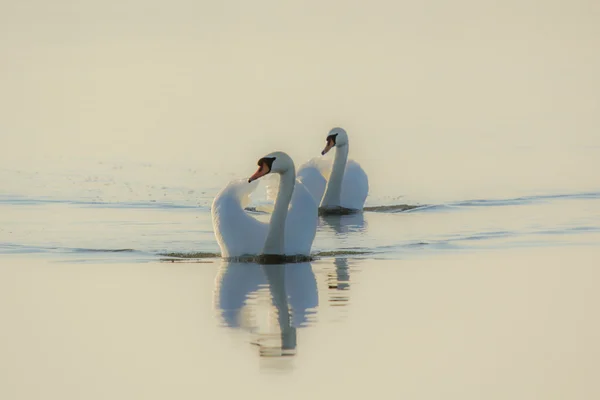 秋の白鳥 — ストック写真