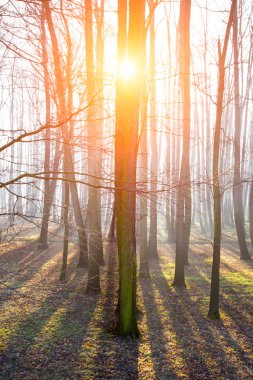 Parkta gün batımı