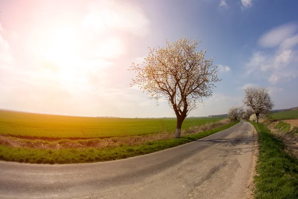 Zonsondergang over het veld — Stockfoto