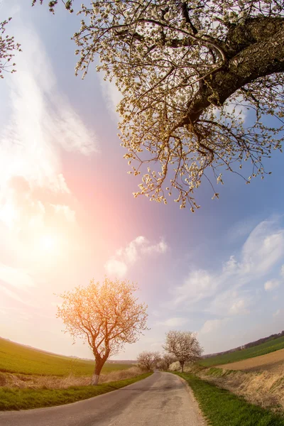 Zonsondergang over het veld — Stockfoto