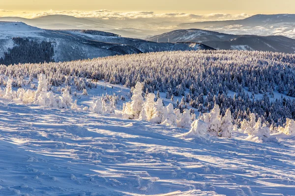 Alberi congelati — Foto Stock