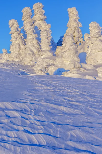 Frozen trees — Stock Photo, Image