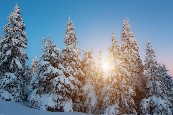 Puesta de sol invierno — Foto de Stock