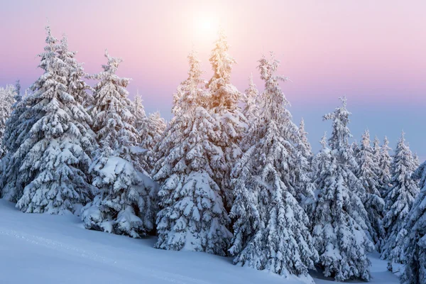 Winter sunset — Stock Photo, Image