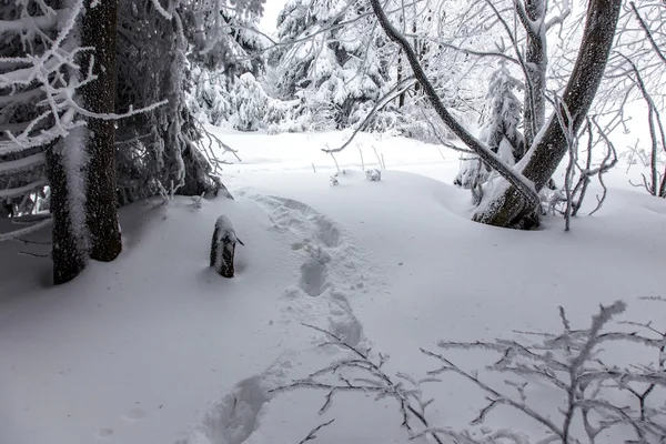 Diepe winter — Stockfoto