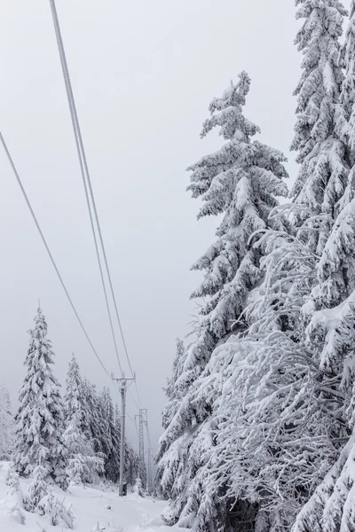 Invierno profundo — Foto de Stock