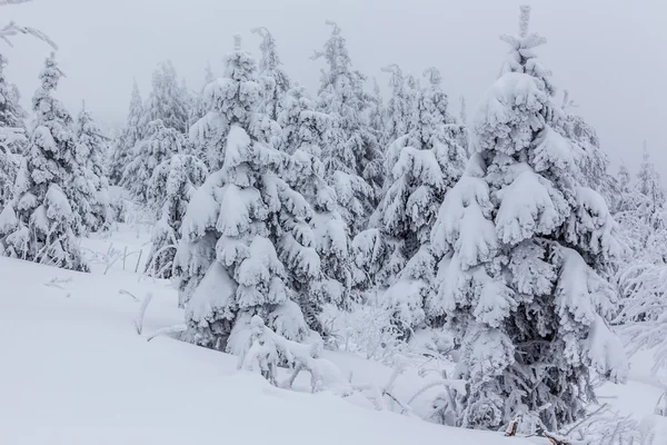 Invierno profundo — Foto de Stock