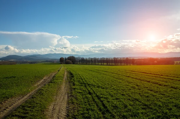 Sonnenuntergang am Weizenfeld — Stockfoto