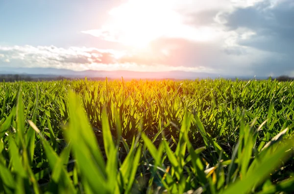 Západ slunce v pšeničné pole — Stock fotografie