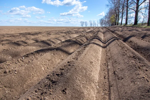 Rows on the field — Stock Photo, Image