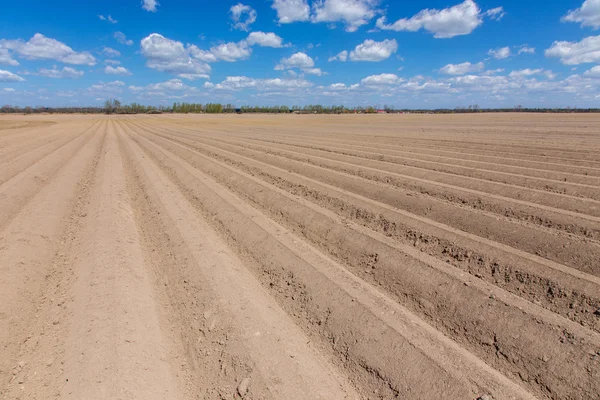 Filas en el campo — Foto de Stock