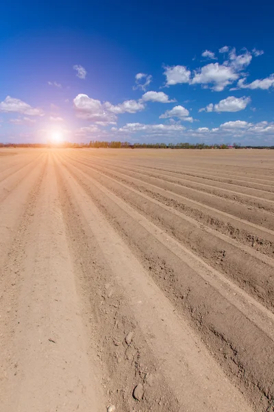 Sunset over the field with rows — Stock Photo, Image