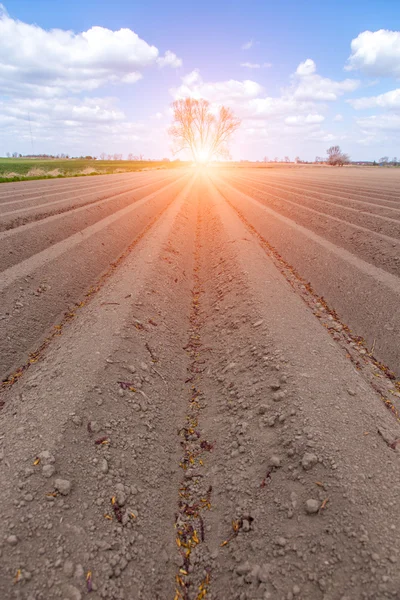 Sunset over the field with rows — Stock Photo, Image