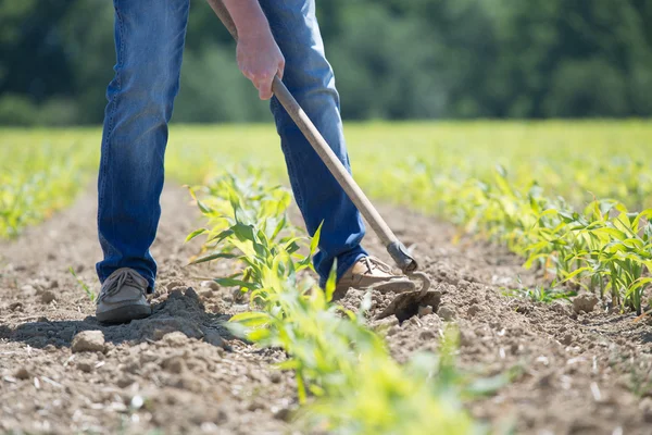 Campo de milho hoeing — Fotografia de Stock