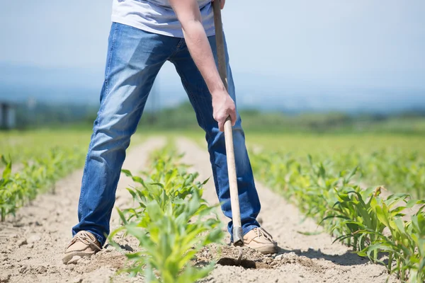 Hoeing campo di mais — Foto Stock