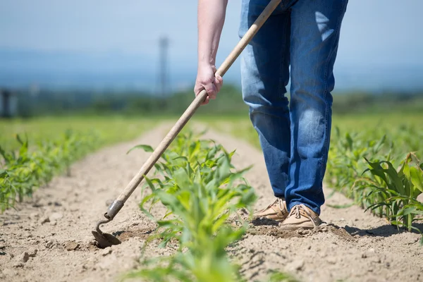 Maisfeld hacken — Stockfoto