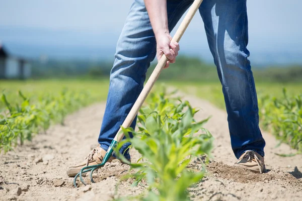 Campo de milho hoeing — Fotografia de Stock