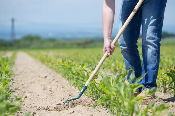 Hoeing corn field — Stock Photo, Image