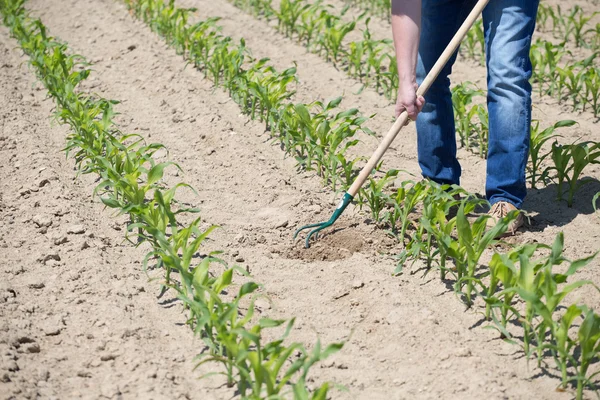 Maszyny do łuszczenia kukurydzy pole — Zdjęcie stockowe
