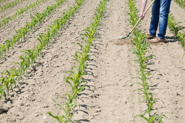 Hoeing campo di mais — Foto Stock