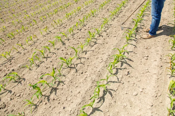 Campo de milho hoeing — Fotografia de Stock