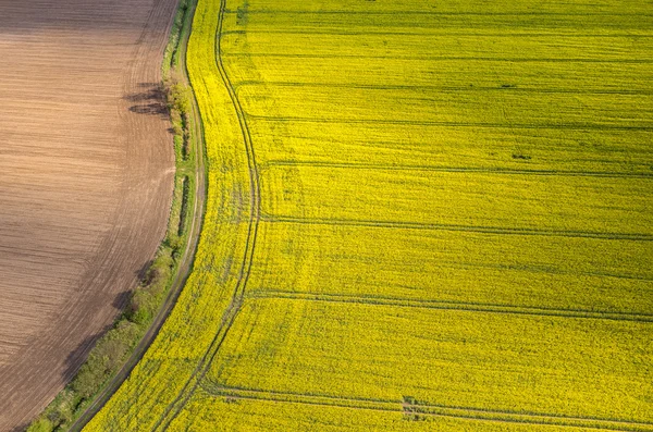 Colza field — Stock Photo, Image