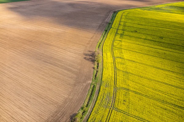 Raapzaad veld — Stockfoto