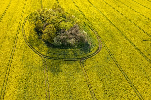 Campo de Colza — Fotografia de Stock