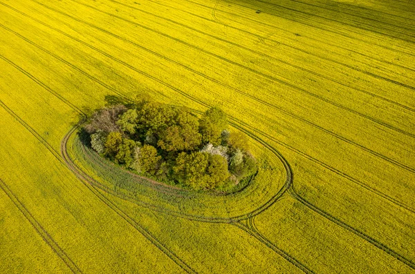 Raapzaad veld — Stockfoto