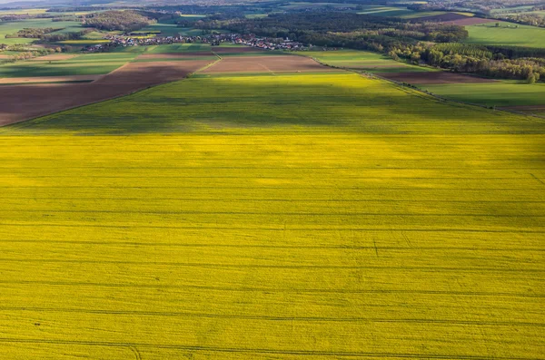 Raapzaad veld — Stockfoto