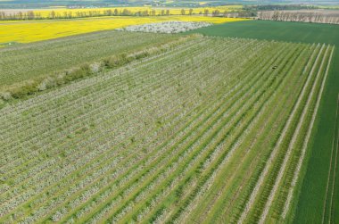 Çiçek açan elma bahçesi