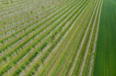 Çiçek açan elma bahçesi