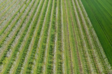 Çiçek açan elma bahçesi