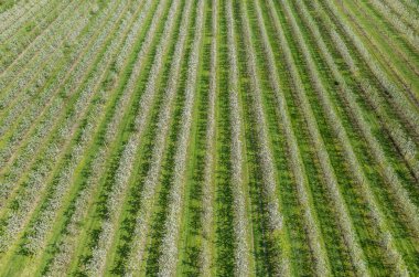 Çiçek açan elma bahçesi